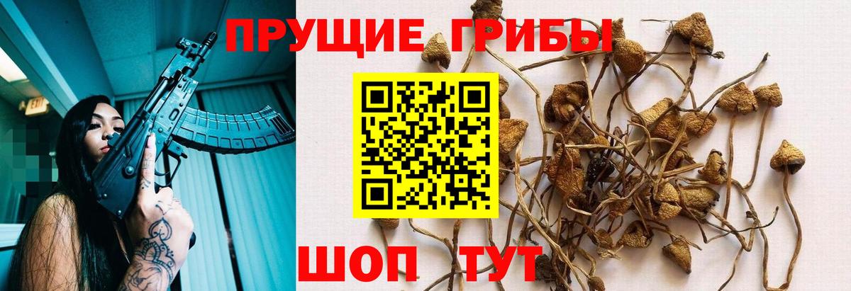 Коряжма  Галлюциногенные грибы мицелий  Вход с VPN 